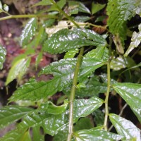 Elatostema acuminatum (Poir.) Brongn.